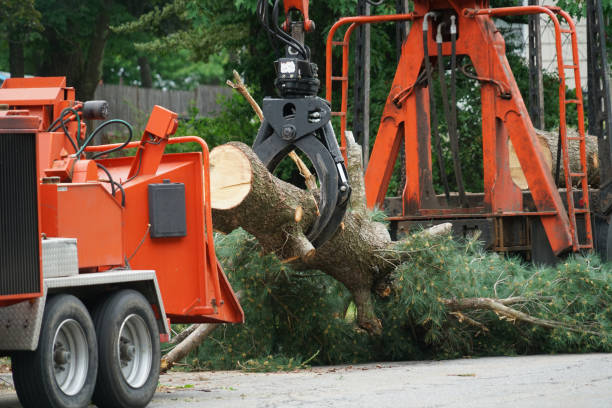 How Our Tree Care Process Works  in  Manteca, CA